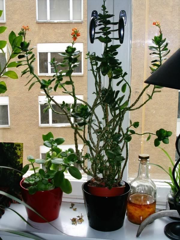 Tall Leggy Kalanchoe Kalanchoe blossfeldiana I really prefer the